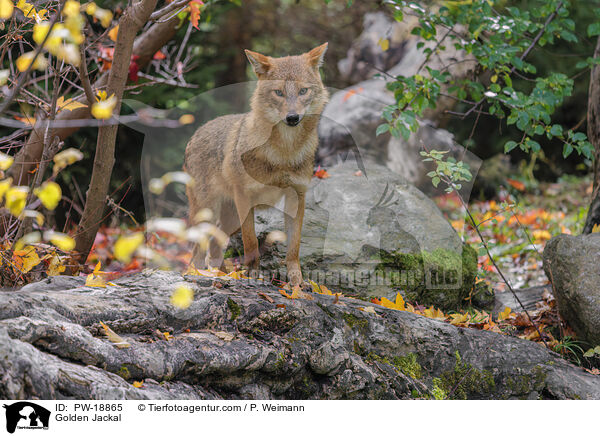 Golden Jackal / PW-18865