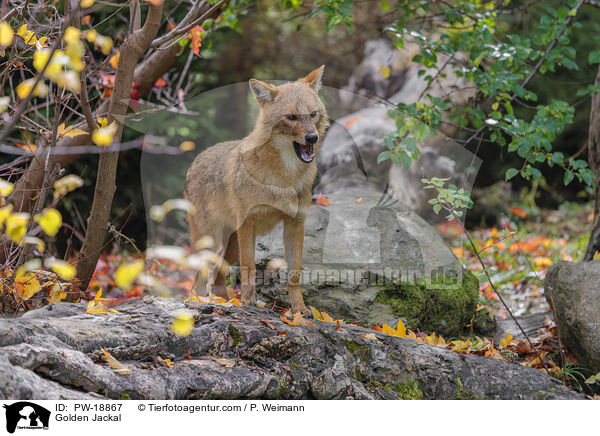 Goldschakal / Golden Jackal / PW-18867