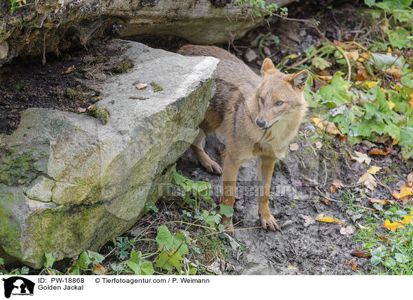 Goldschakal / Golden Jackal / PW-18868