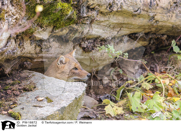 Goldschakal / Golden Jackal / PW-18872