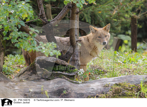 Goldschakal / Golden Jackal / PW-18876