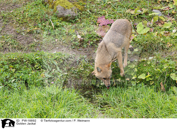 Goldschakal / Golden Jackal / PW-18892