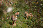 Asiatic Jackals