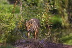 golden jackal