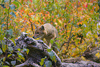 golden jackal