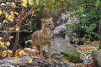 Golden Jackal