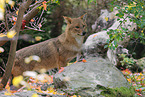 Golden Jackal