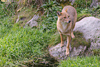 Golden Jackal