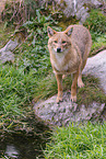 Golden Jackal