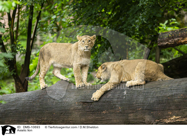 Asiatischer Lwe / Asiatic lion / DMS-10693