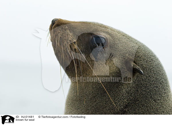 brown fur seal / HJ-01481