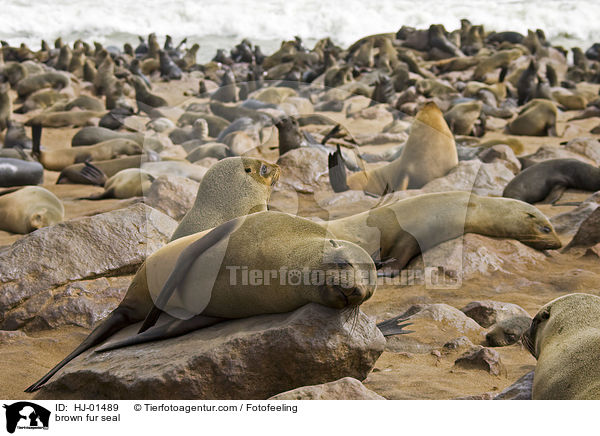 Sdafrikanischer Seebr / brown fur seal / HJ-01489