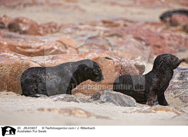 Sdafrikanische Seebren / Australian Fur Seals / JR-03907