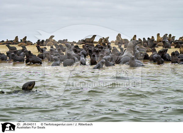 Australian Fur Seals / JR-04011