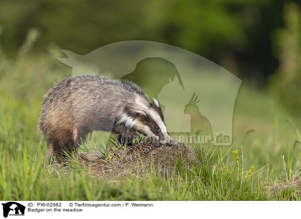 Dachs auf der Wiese / Badger on the meadow / PW-02982