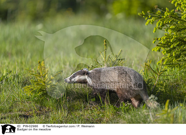 Dachs auf der Wiese / Badger on the meadow / PW-02986