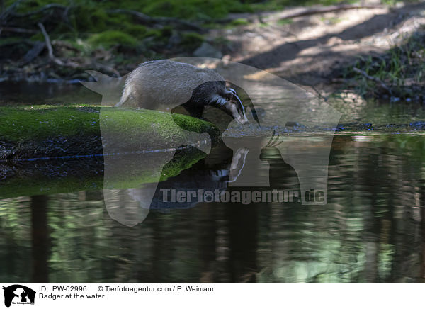 Dachs am Wasser / Badger at the water / PW-02996