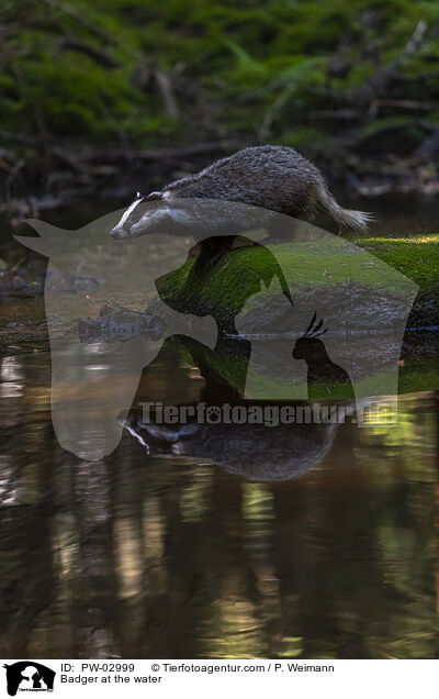 Dachs am Wasser / Badger at the water / PW-02999
