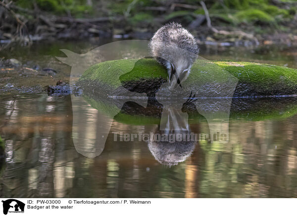 Dachs am Wasser / Badger at the water / PW-03000