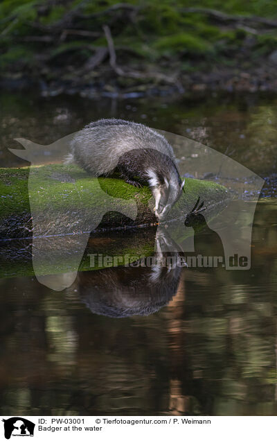 Dachs am Wasser / Badger at the water / PW-03001