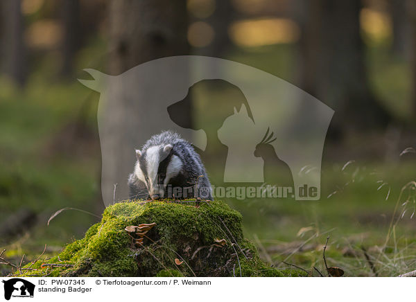 stehender Dachs / standing Badger / PW-07345