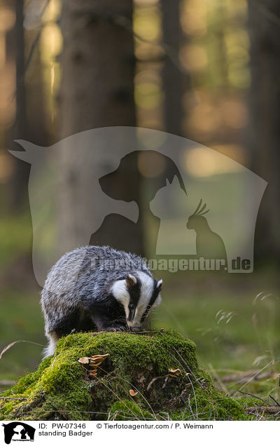 stehender Dachs / standing Badger / PW-07346