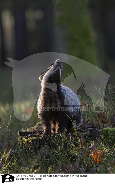 Dachs im Wald / Badger in the forest / PW-07668