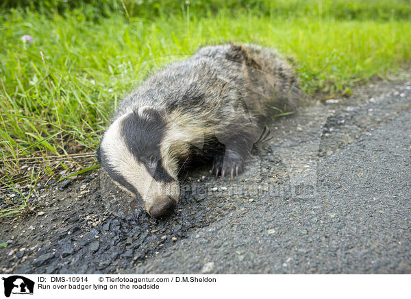 berfahrener Dachs liegt am Straenrand / Run over badger lying on the roadside / DMS-10914