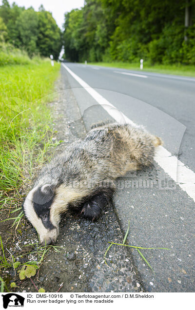 berfahrener Dachs liegt am Straenrand / Run over badger lying on the roadside / DMS-10916