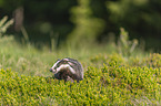 Badger on the meadow