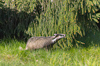 Badger on the meadow