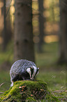 standing Badger