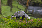 Badger