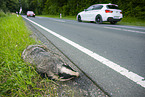 Run over badger lying on the roadside