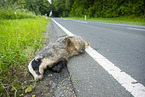 Run over badger lying on the roadside