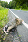 Run over badger lying on the roadside