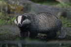 Badger