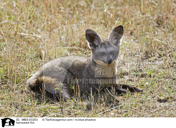 bat-eared fox / MBS-03263