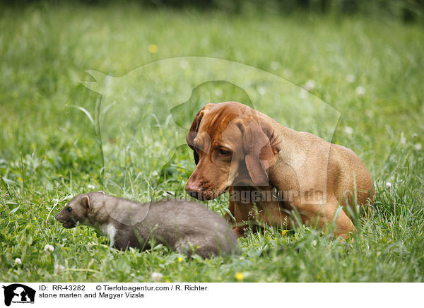 Steinmarder und Magyar Vizsla / stone marten and Magyar Vizsla / RR-43282