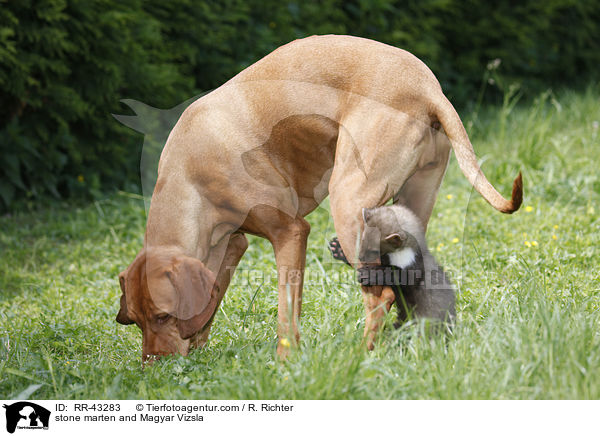 Steinmarder und Magyar Vizsla / stone marten and Magyar Vizsla / RR-43283