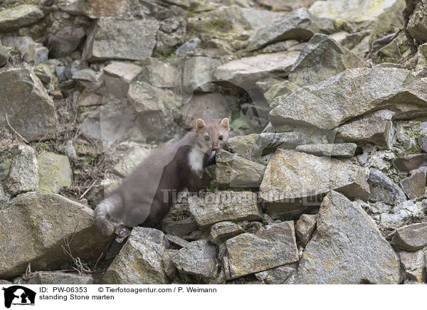 stehender Steinmarder / standing Stone marten / PW-06353