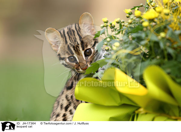 Bengalkatze / leopard cat / JH-17364