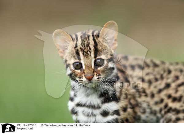 Bengalkatze / leopard cat / JH-17366