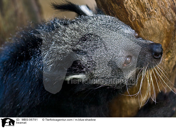 Binturong / bearcat / MBS-06791