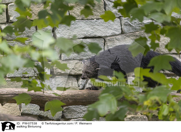 laufender Binturong / walking Binturong / PW-07538