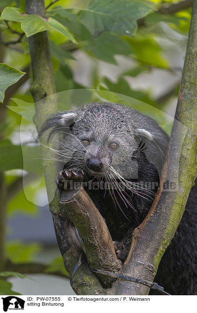 sitting Binturong / PW-07555