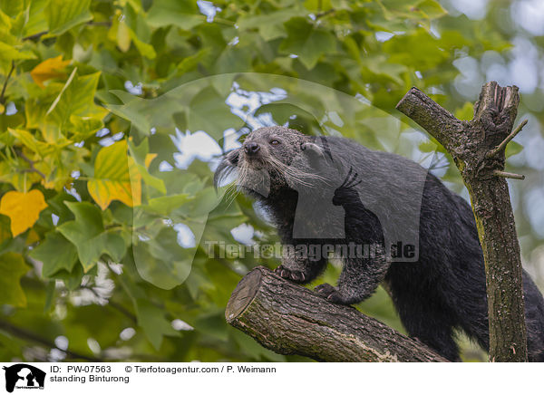 standing Binturong / PW-07563