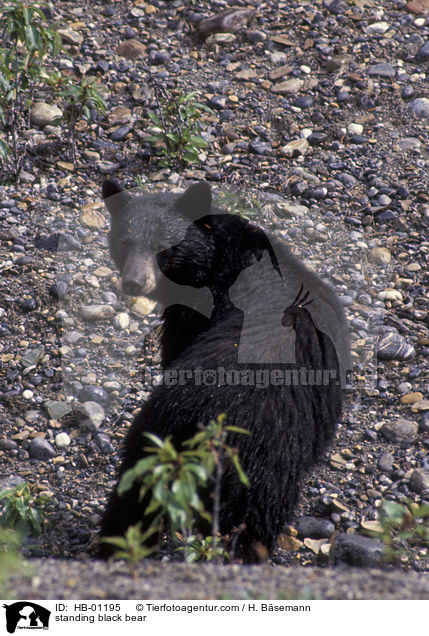 stehender Schwarzbr / standing black bear / HB-01195