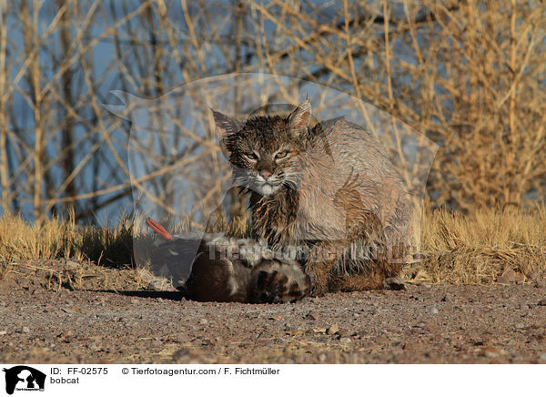 Rotluchs / bobcat / FF-02575