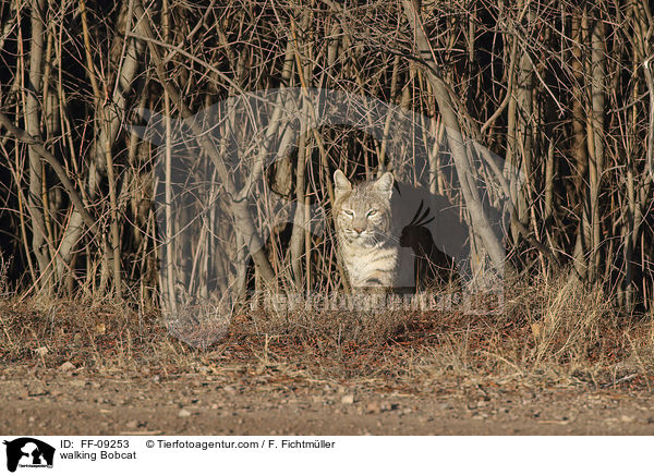 laufender Rotluchs / walking Bobcat / FF-09253